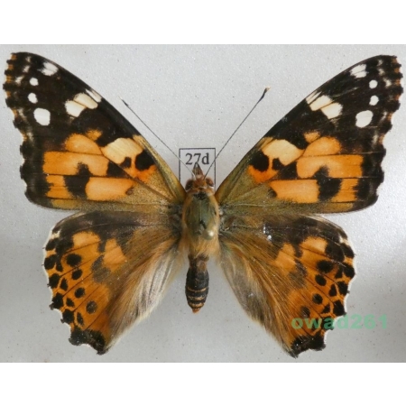 Vanessa cardui (Linnaeus, 1758) ex. ovo, Rusałka osetnik Czech27d